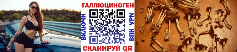 как найти   Дудинка  Галлюциногенные грибы Psilocybe 